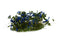 Blue Flowers Tuft Set 6mm Close Up