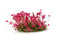 Pink Flowers Tuft Set 6mm Close Up