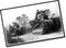 Renault FT-17 French Light Tank WWI
