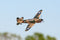 Curtiss P-40 Warhawk Ready To Fly Park Flyer Radio-Controlled Warbird Right Front View