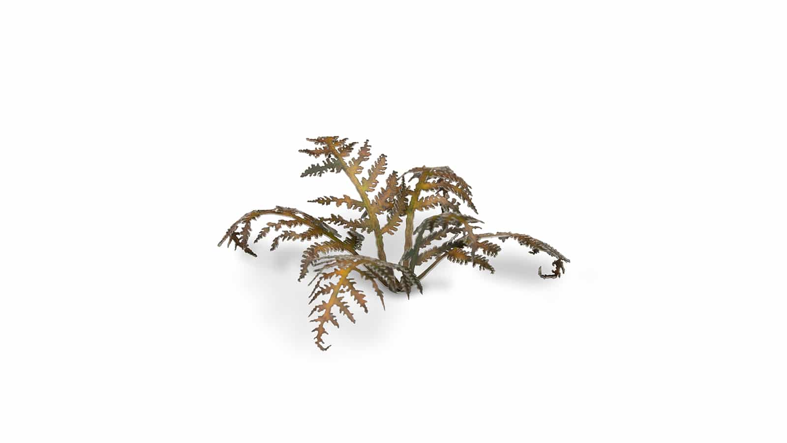 Dry Bracken Laser Cut Plant Set Example 3