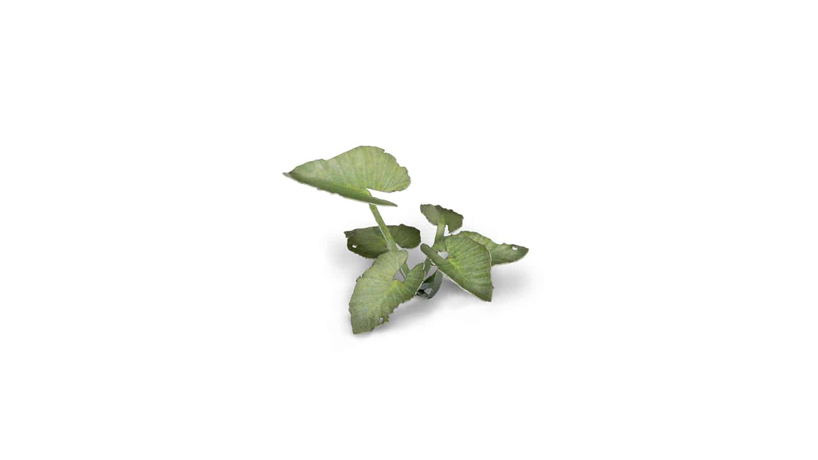 Elephant Ear Laser Cut Plant Set Example 3