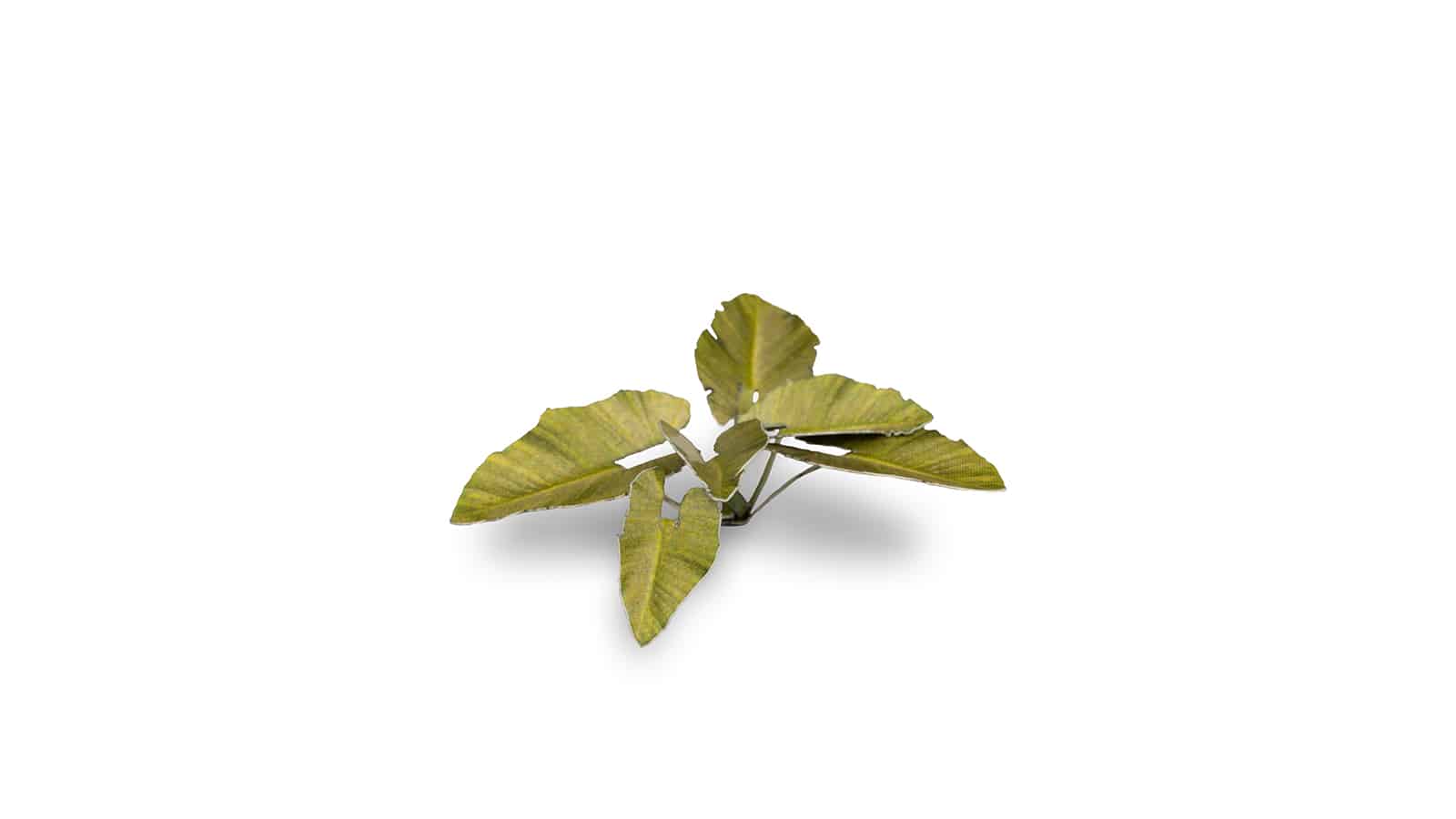 Elephant Ear Laser Cut Plant Set Example 2