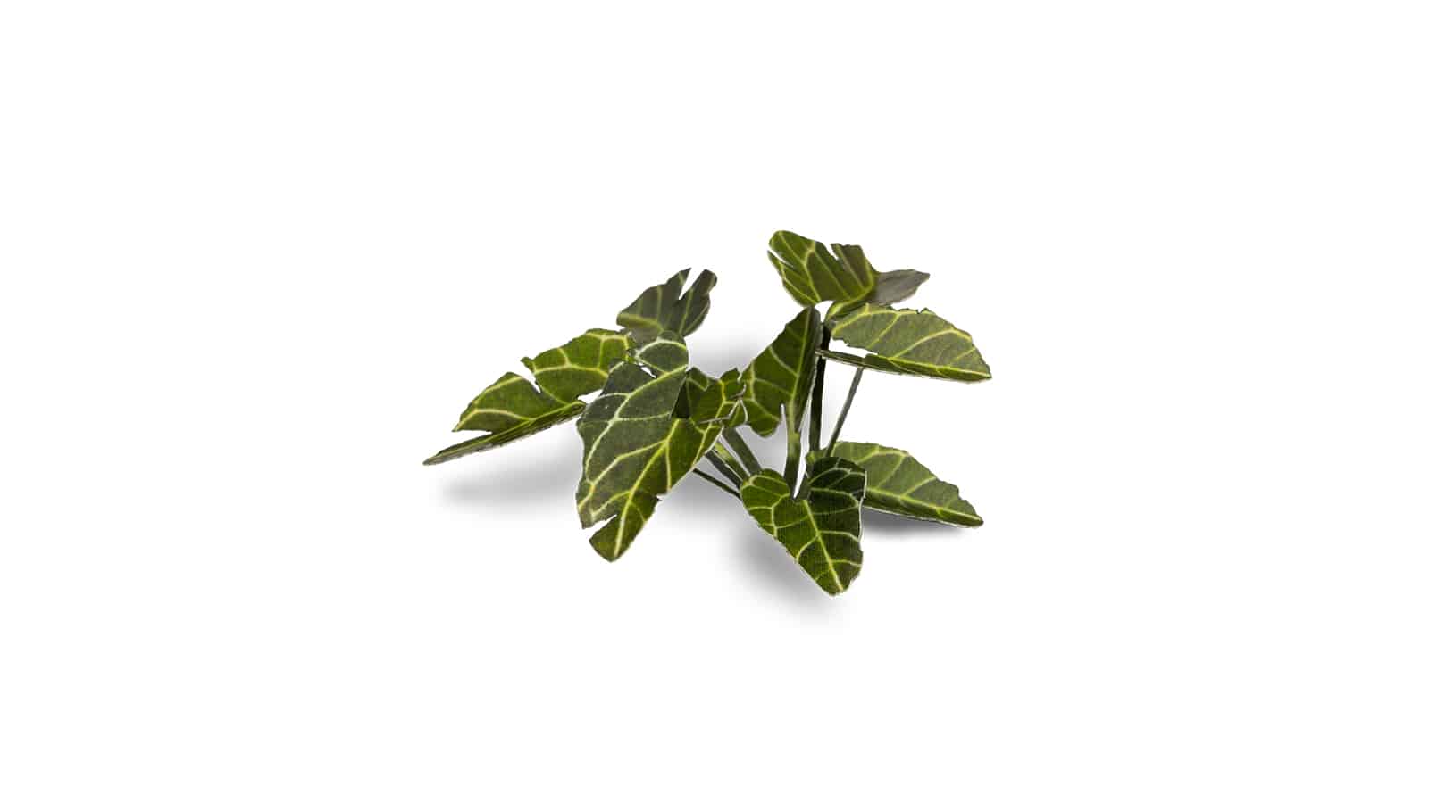 Elephant Ear Laser Cut Plant Set Example 1