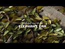 Elephant Ear Laser Cut Plant Set How To Use Tutorial